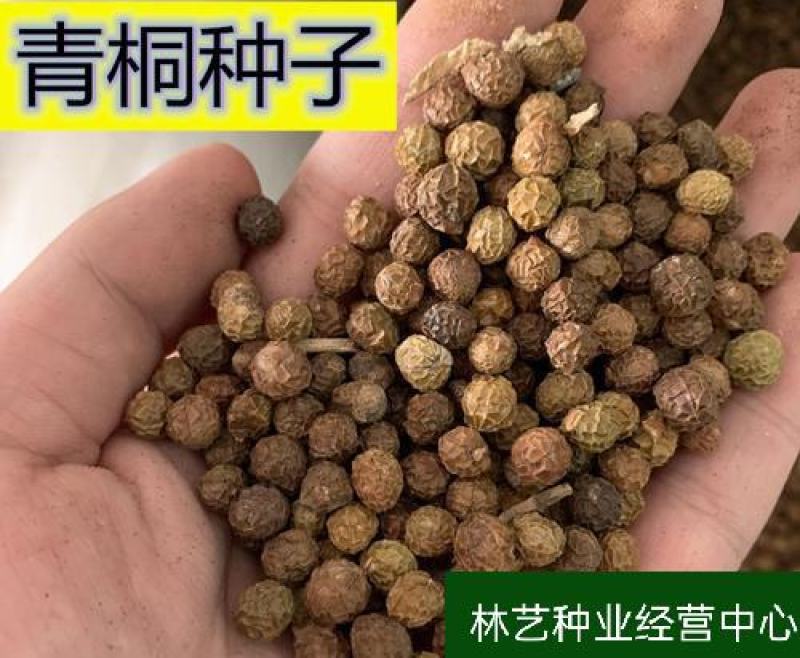 新采林木树种青桐种子青铜树别名梧桐行道树种灌木林木乔木树