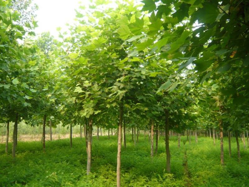 新采林木树种青桐种子青铜树别名梧桐行道树种灌木林木乔木树