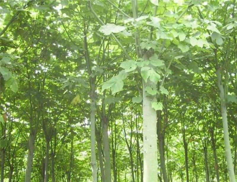 新采林木树种青桐种子青铜树别名梧桐行道树种灌木林木乔木树