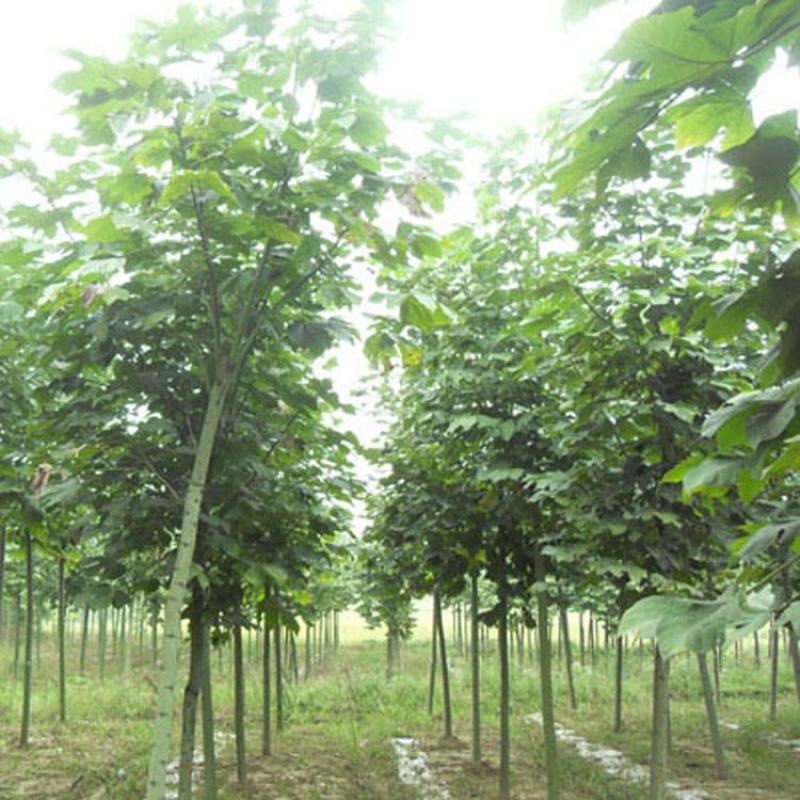 新采林木树种青桐种子青铜树别名梧桐行道树种灌木林木乔木树