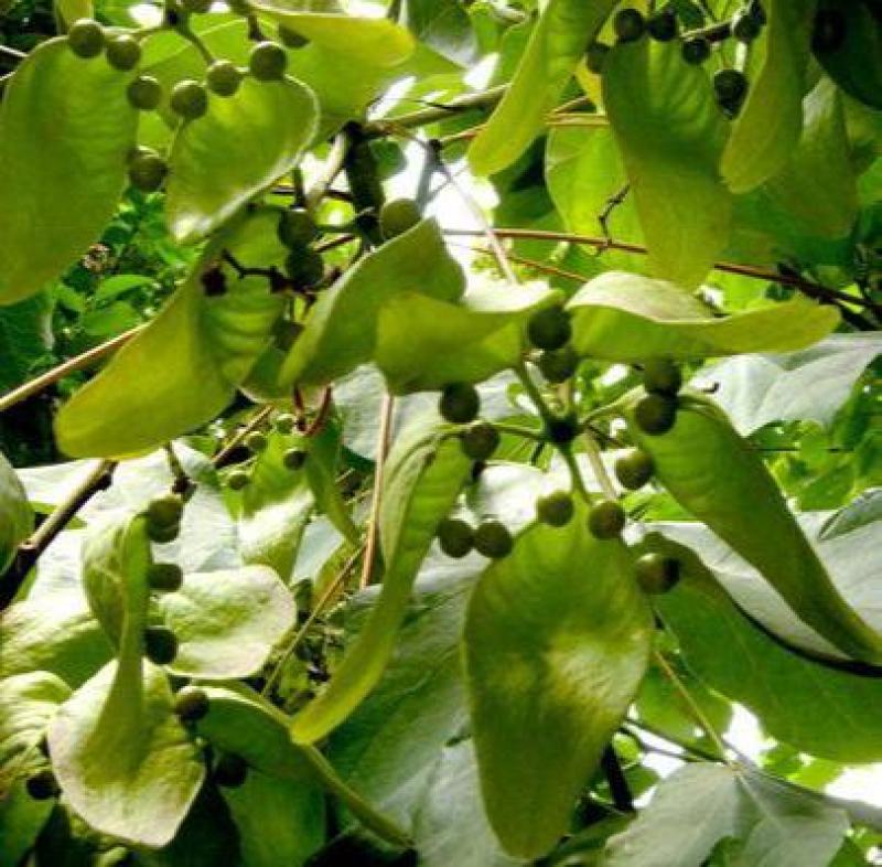 新采林木树种青桐种子青铜树别名梧桐行道树种灌木林木乔木树