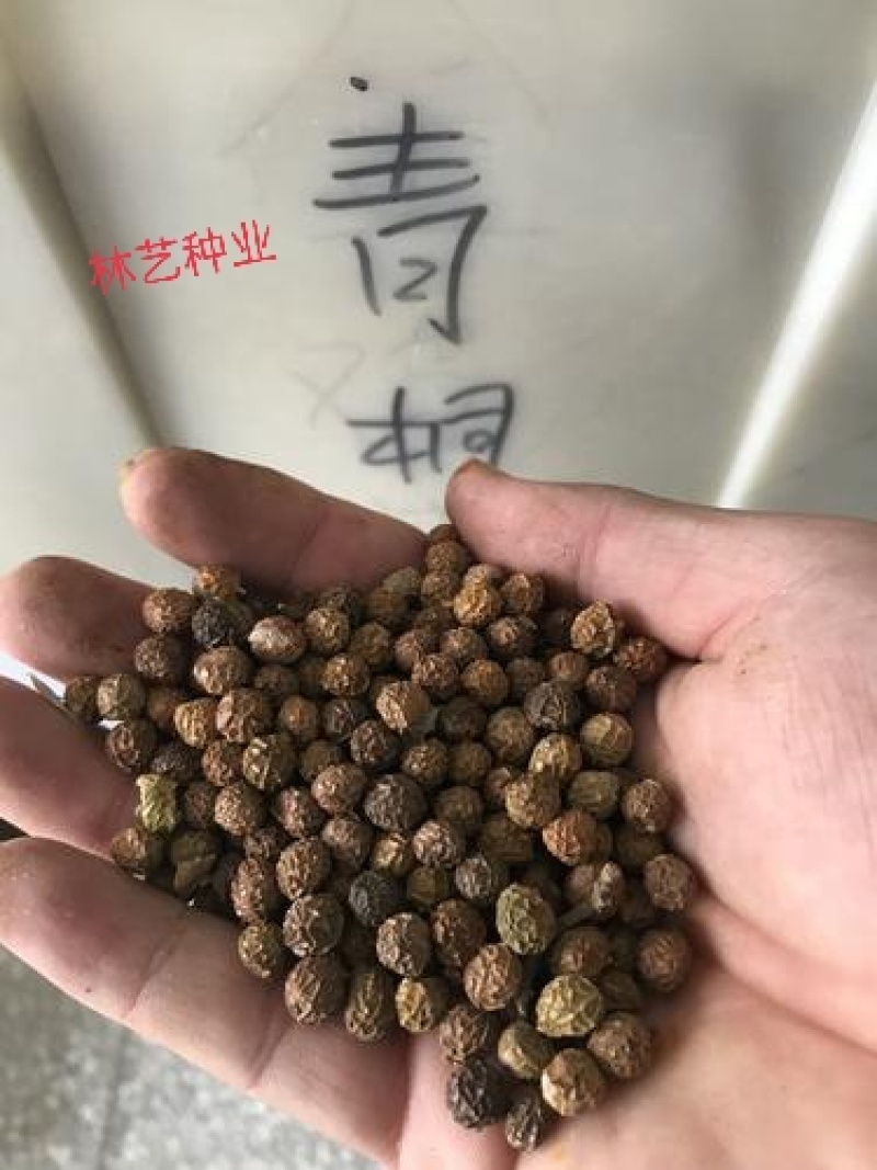 新采林木树种青桐种子青铜树别名梧桐行道树种灌木林木乔木树