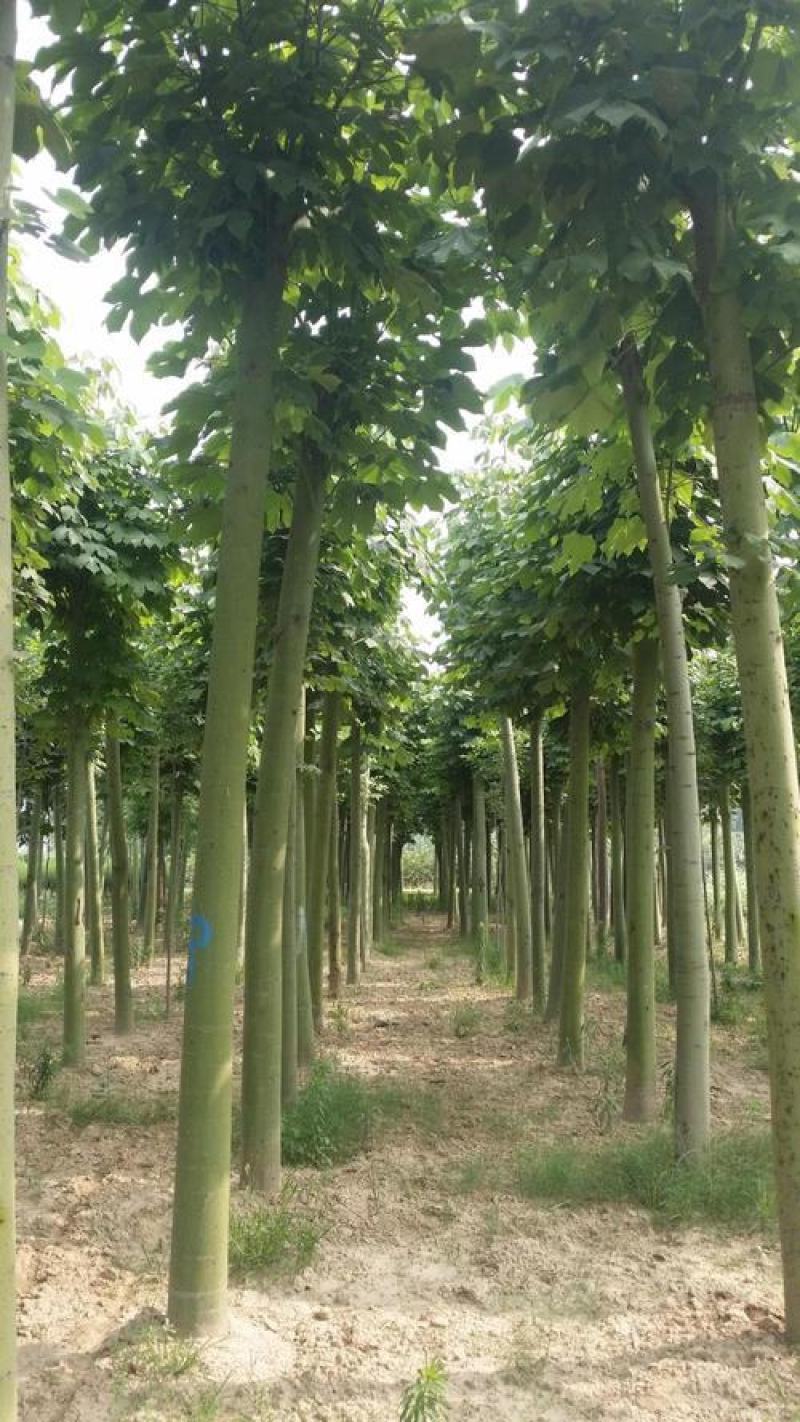 新采林木树种青桐种子青铜树别名梧桐行道树种灌木林木乔木树