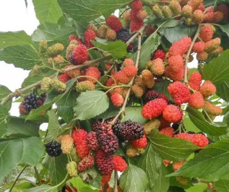 桑葚种子水果种子桑树种子养蚕桑树种子观赏食用果树桑枣