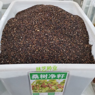 桑葚种子水果种子桑树种子养蚕桑树种子观赏食用果树桑枣