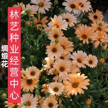 异果菊种子绸缎花种子优质花卉园林景庭院观绿化工程花草植物