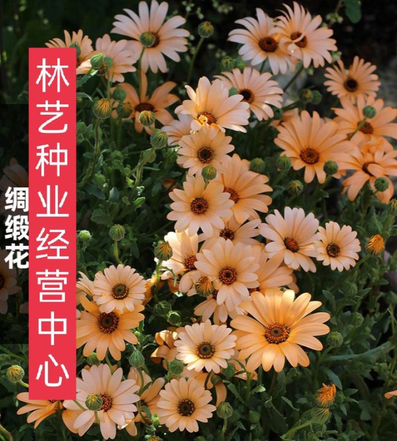 异果菊种子绸缎花种子优质花卉园林景庭院观绿化工程花草植物