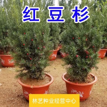 红豆杉盆栽正宗曼地亚红豆杉树苗老桩室内外阳台庭院净化空气