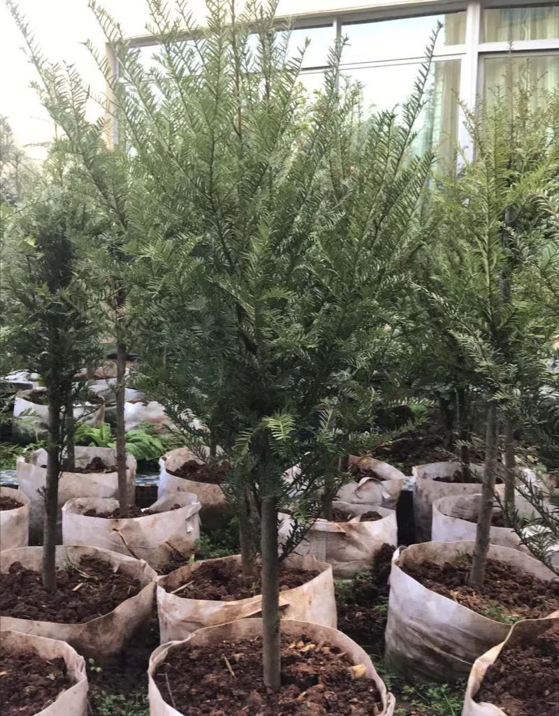 红豆杉盆栽正宗曼地亚红豆杉树苗老桩室内外阳台庭院净化空气