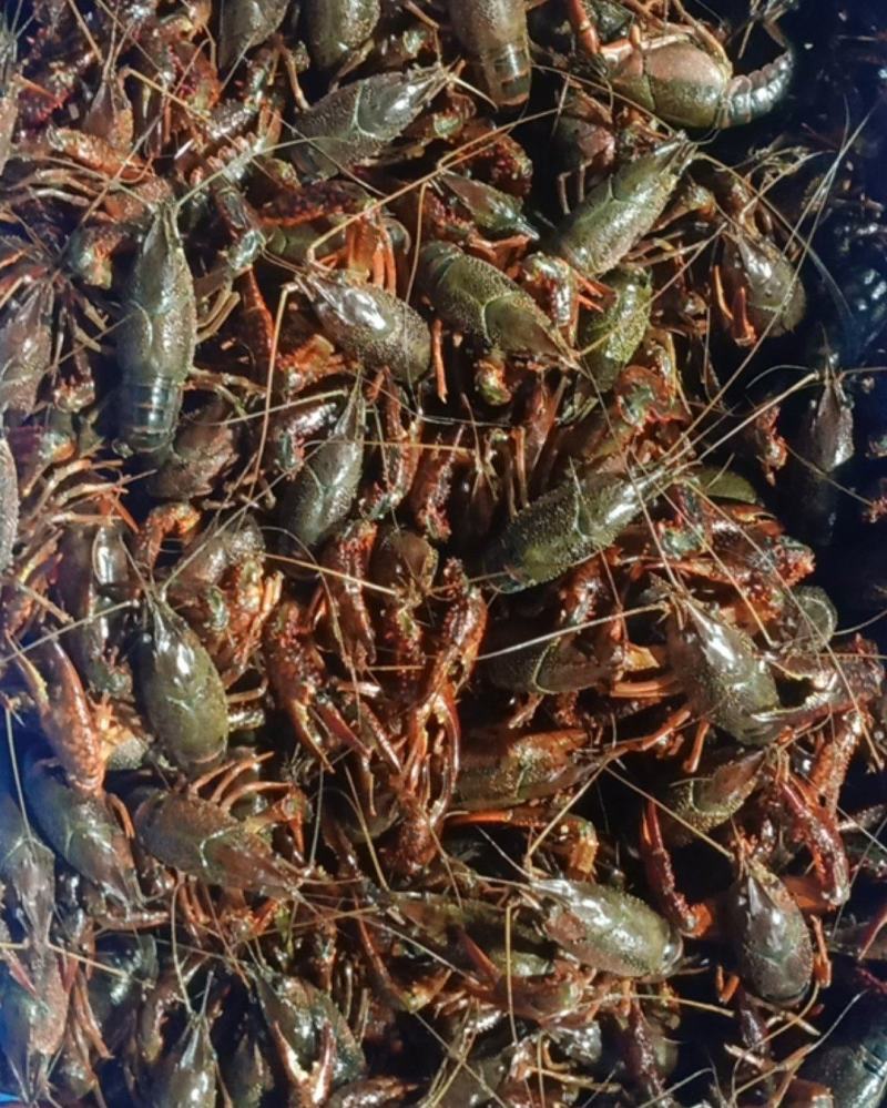 龙虾