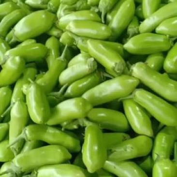 我们经营青茄子大量共应