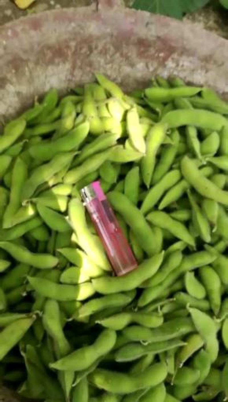 精品毛豆，翠绿宝早安货源充足质量有保障