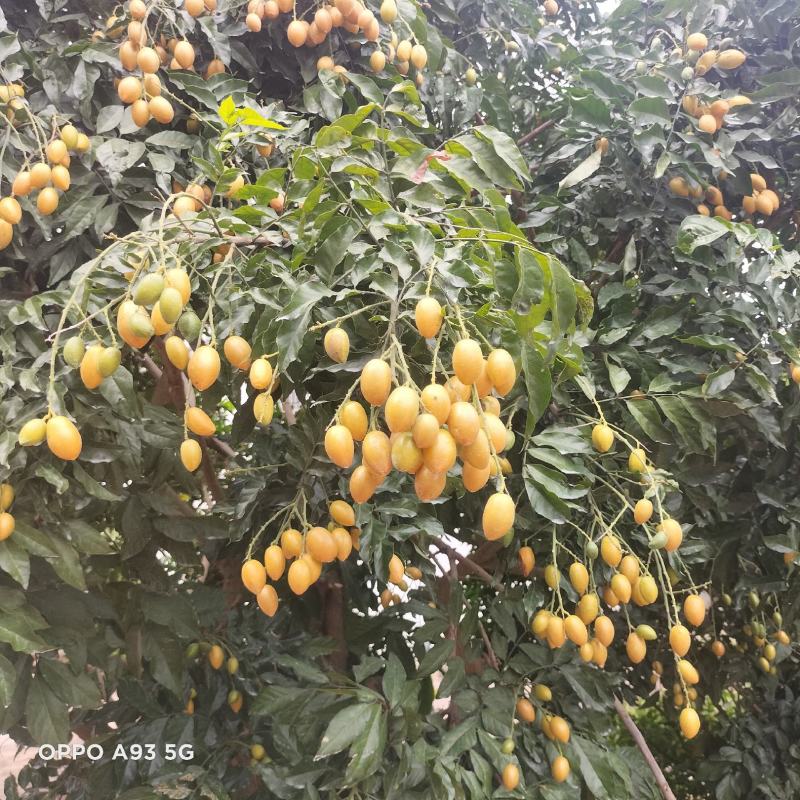 广西平南贵妃黄皮，鸡心，牛心黄皮果准备上，整车批发