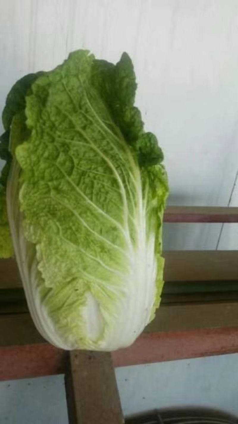 乐亭大白菜大量有货，市场货，泡菜厂的货都有，供货量大！