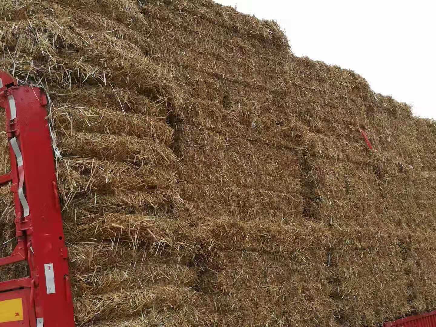 佳木斯地区水稻收割现场