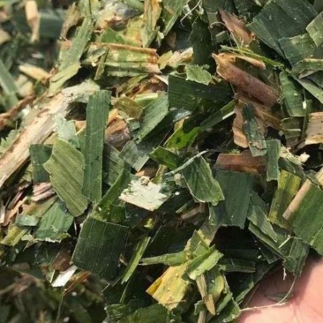 玉米秸秆青储饲料