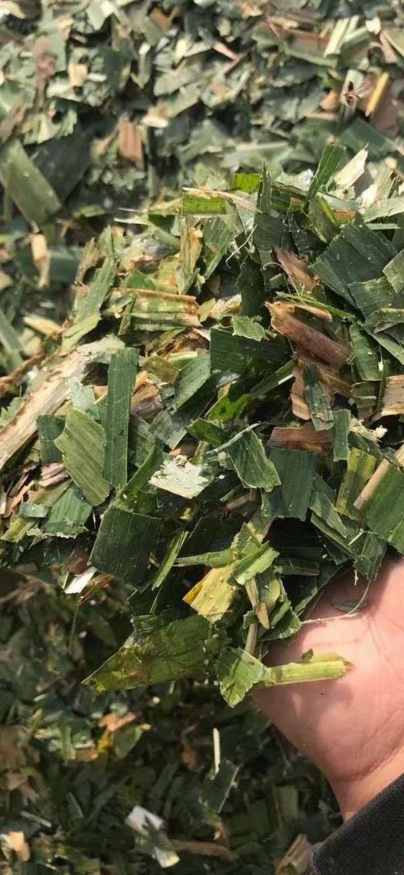 玉米秸秆青储饲料