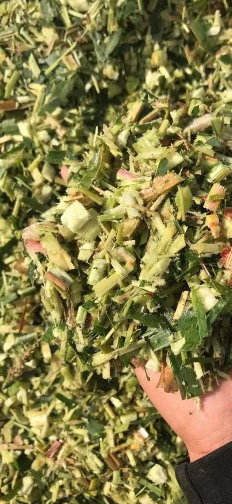 玉米秸秆青储饲料