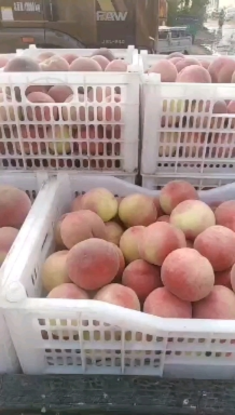 全红桃，青红桃大量上市口感好量大。个头大，欢迎广大客商前