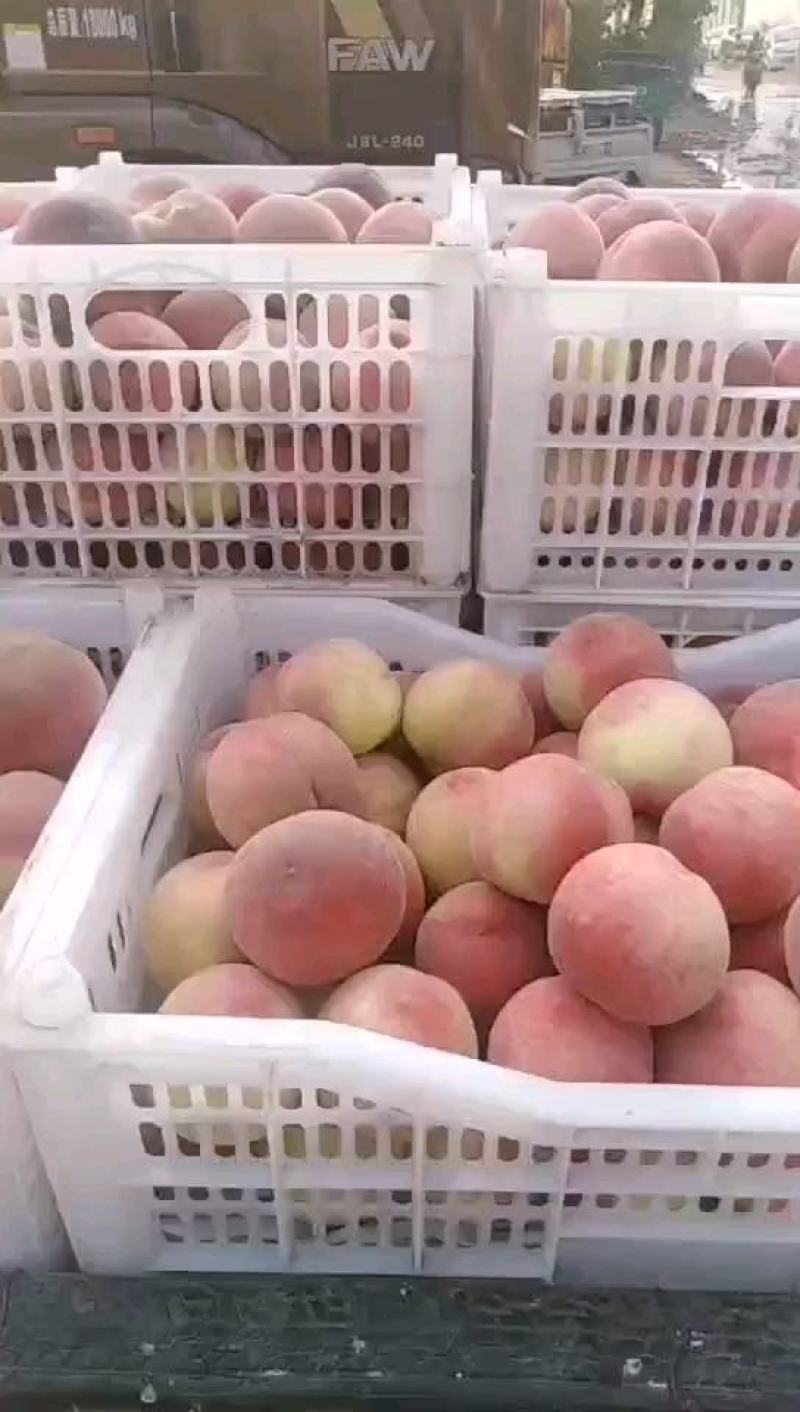 全红桃，青红桃大量上市口感好量大。个头大，欢迎广大客商前