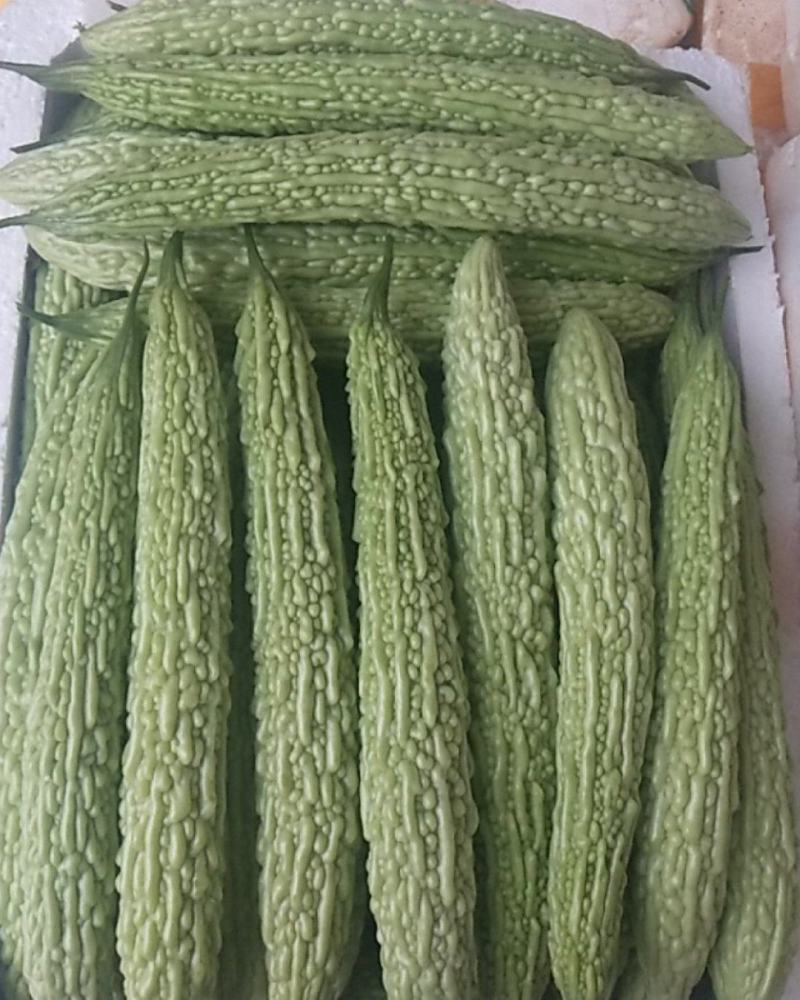 青，白苦瓜