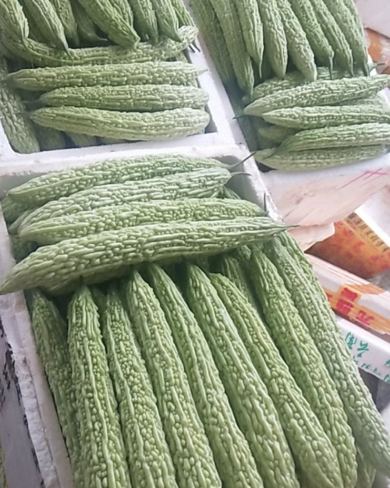 青，白苦瓜