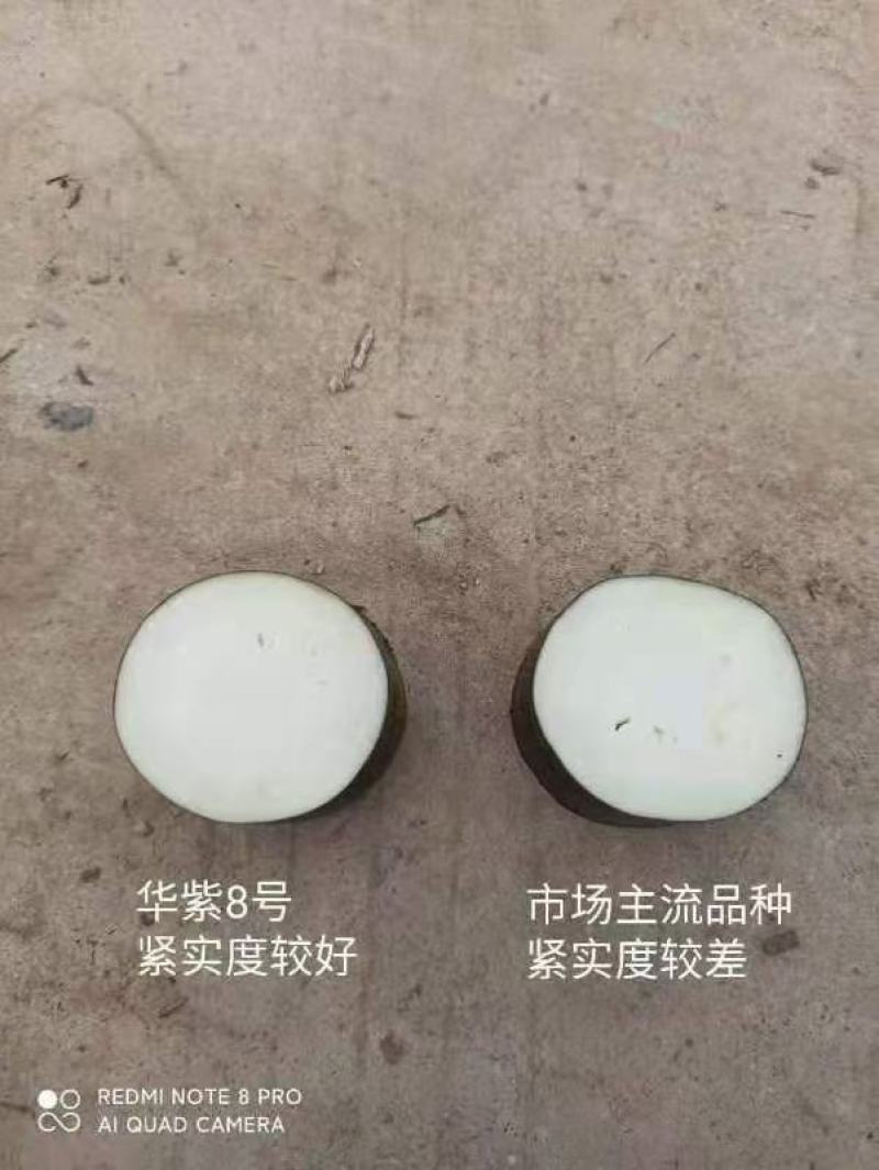 正野8号烧烤茄肉厚烧烤专用中熟耐寒热抗病丰产