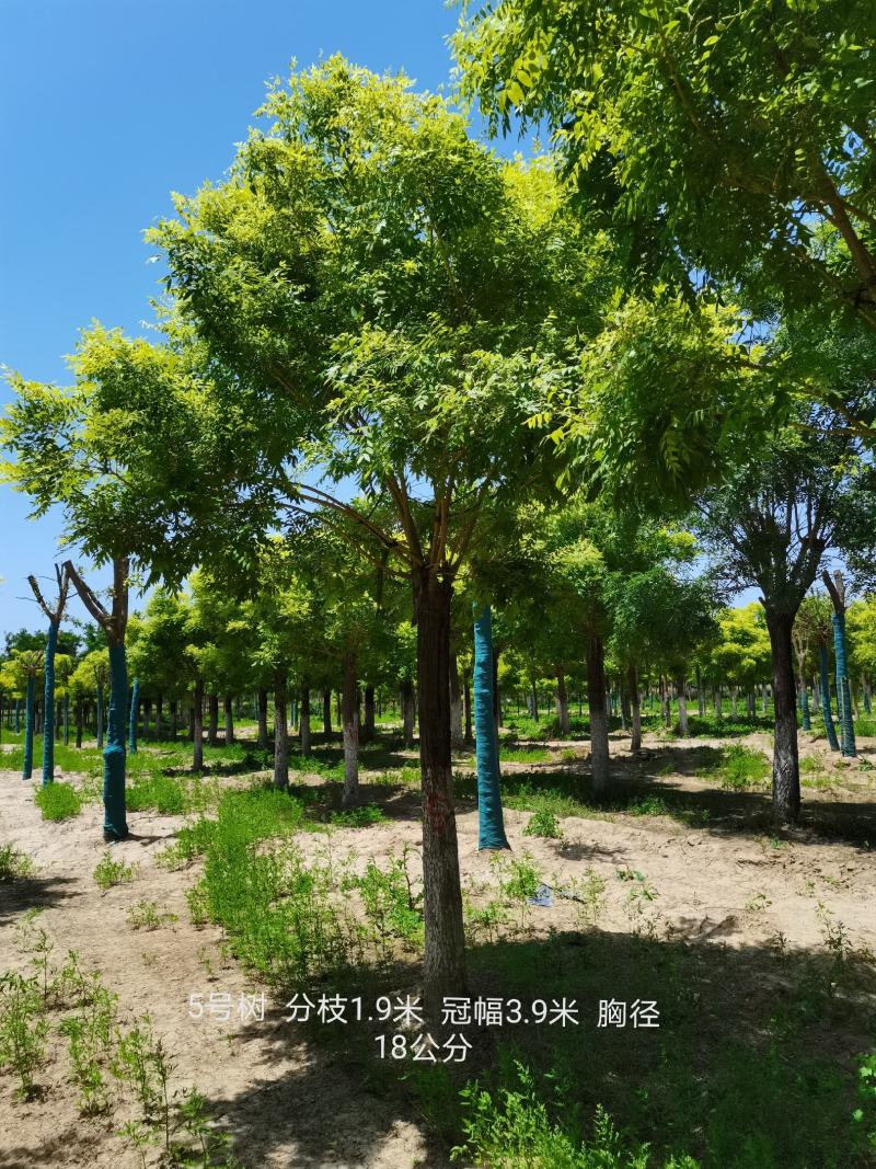 【优质国槐】15公分18公分.20公分国槐，黄金槐。