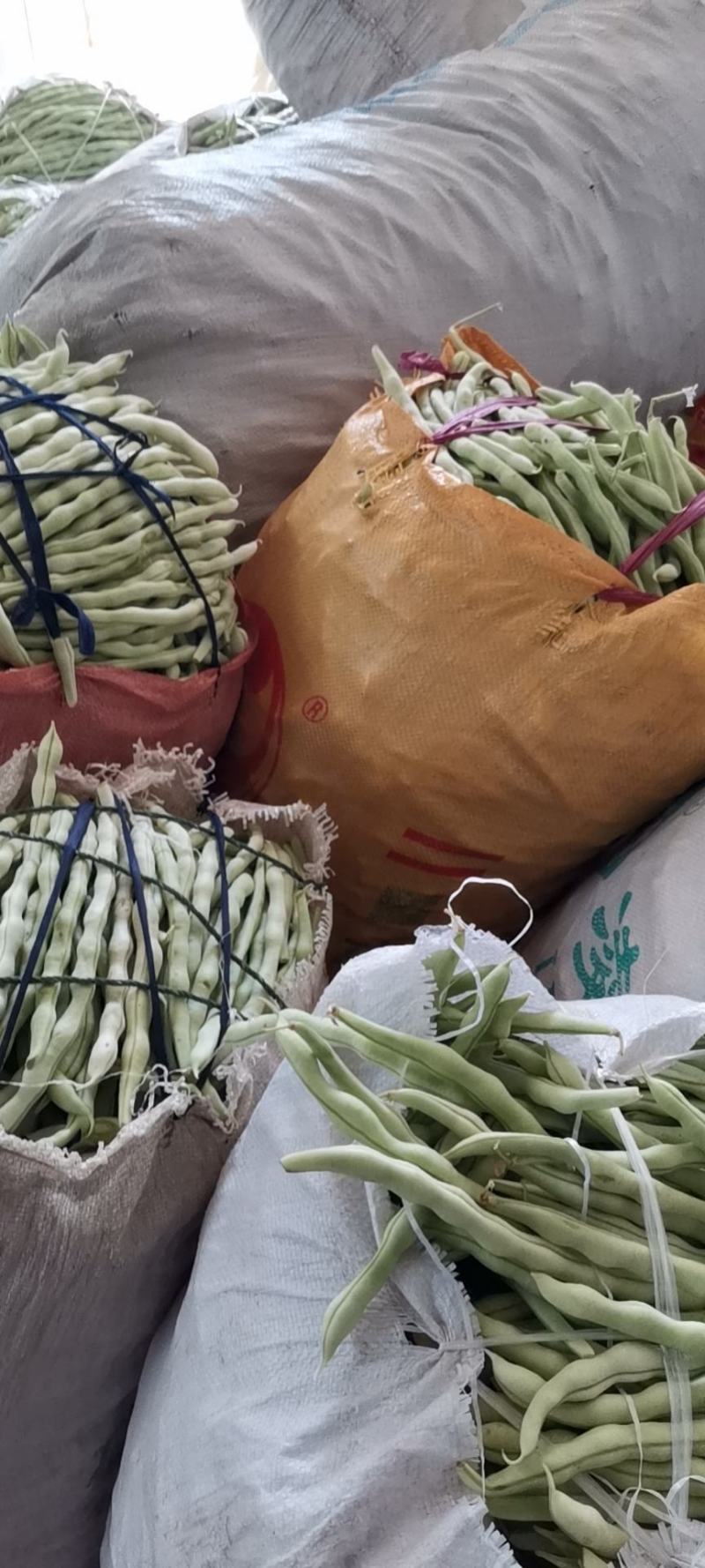 白豆王绿无丝