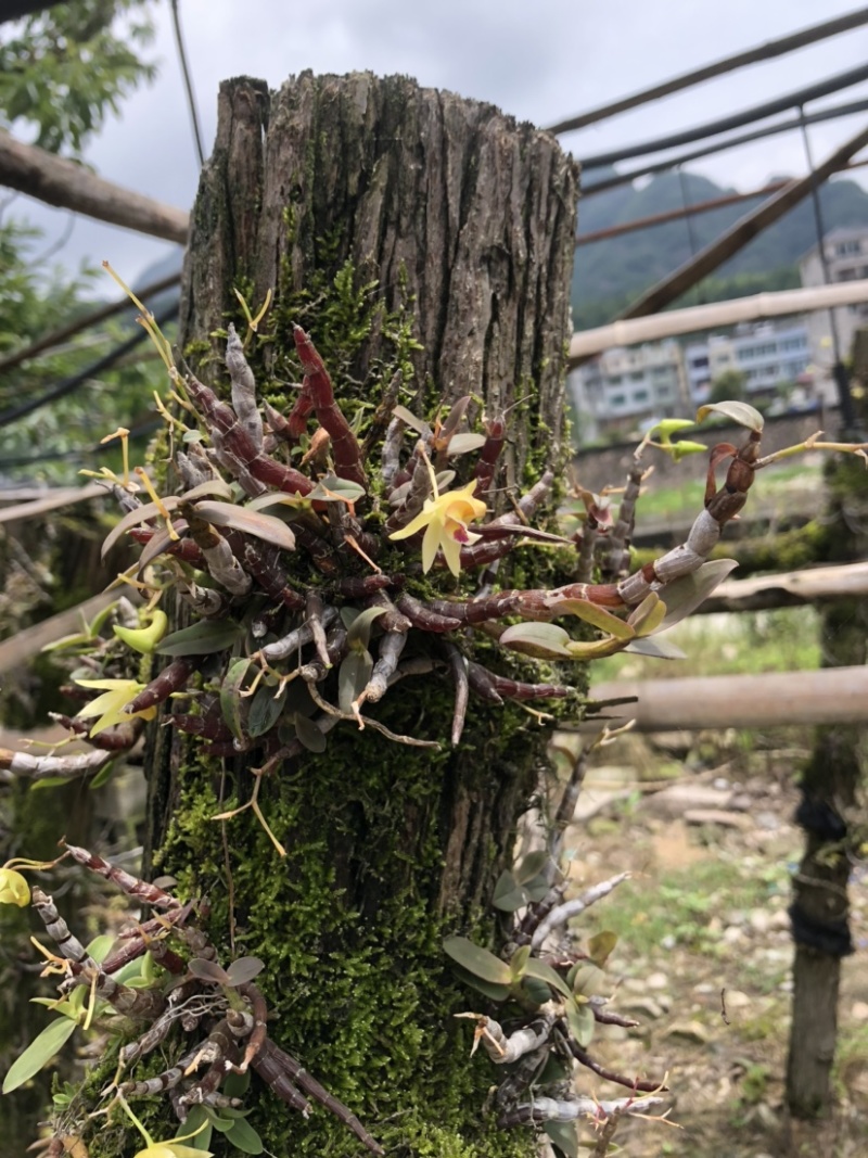 露天野外栽种生长的铁皮石斛