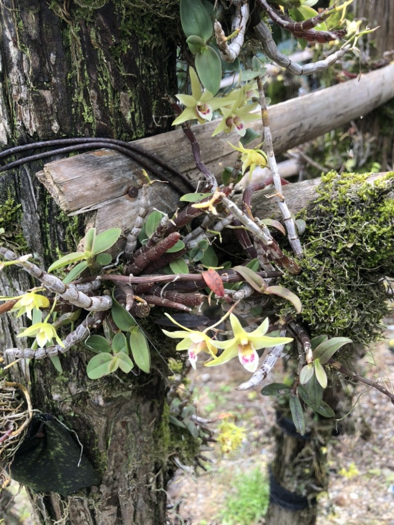 露天野外栽种生长的铁皮石斛