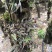 露天野外栽种生长的铁皮石斛