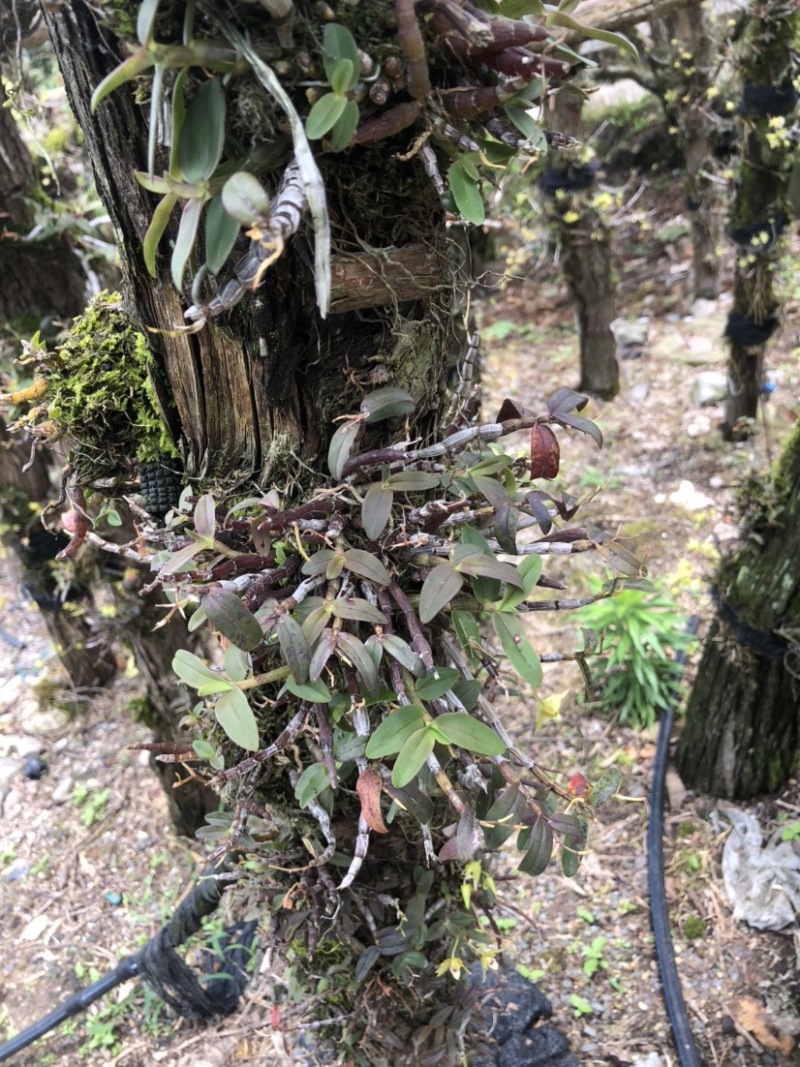 露天野外栽种生长的铁皮石斛