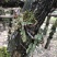 露天野外栽种生长的铁皮石斛