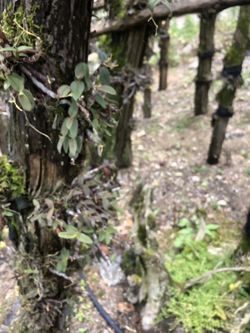 露天野外栽种生长的铁皮石斛