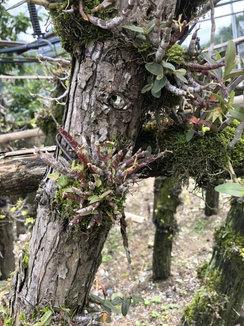 露天野外栽种生长的铁皮石斛