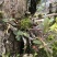露天野外栽种生长的铁皮石斛