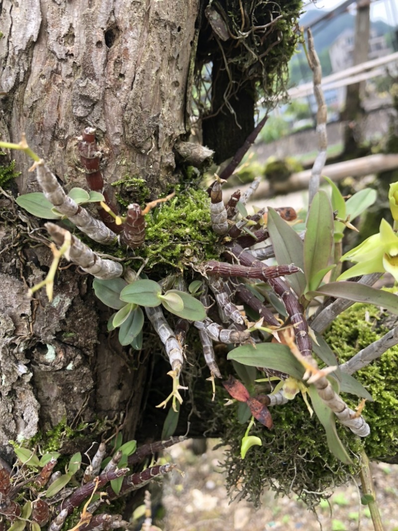 露天野外栽种生长的铁皮石斛