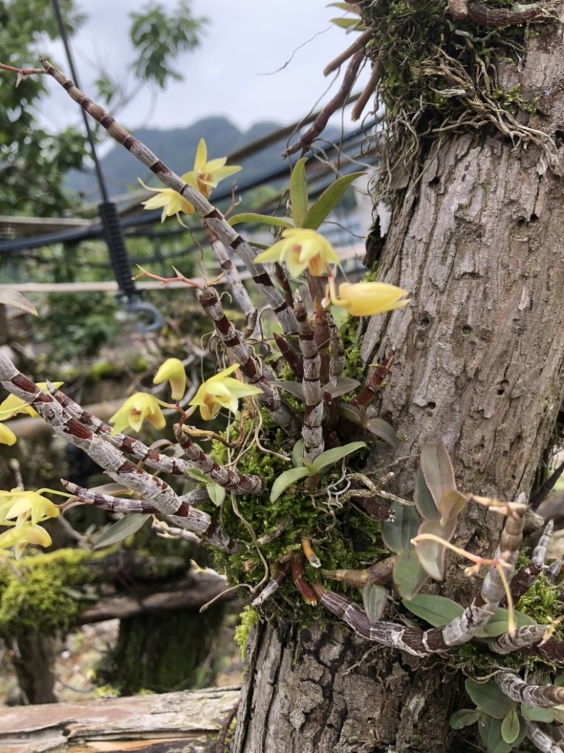 露天野外栽种生长的铁皮石斛