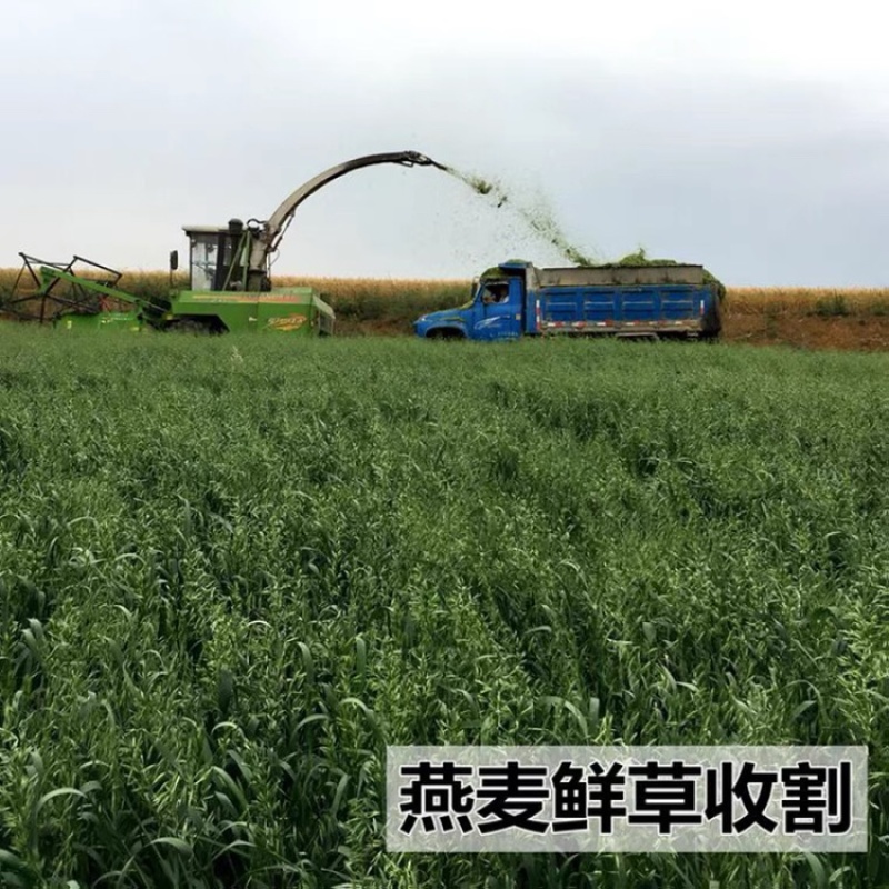 饲用燕麦种子养殖牧草耐寒种籽高产鱼饲料草籽绿肥牛羊草种籽