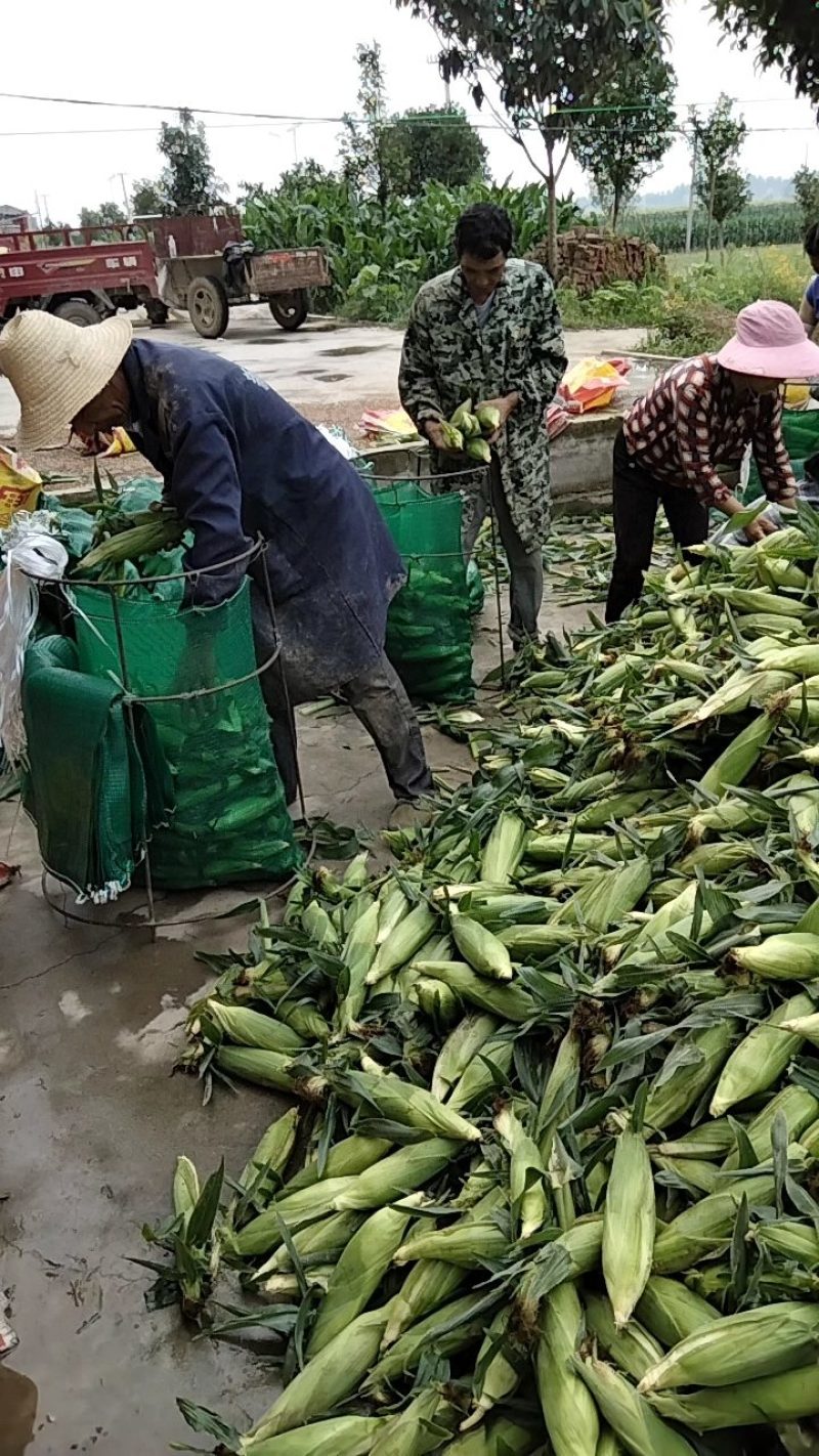 湖北天门甜玉米大量上市中，产地直销，质优价廉欢迎来电