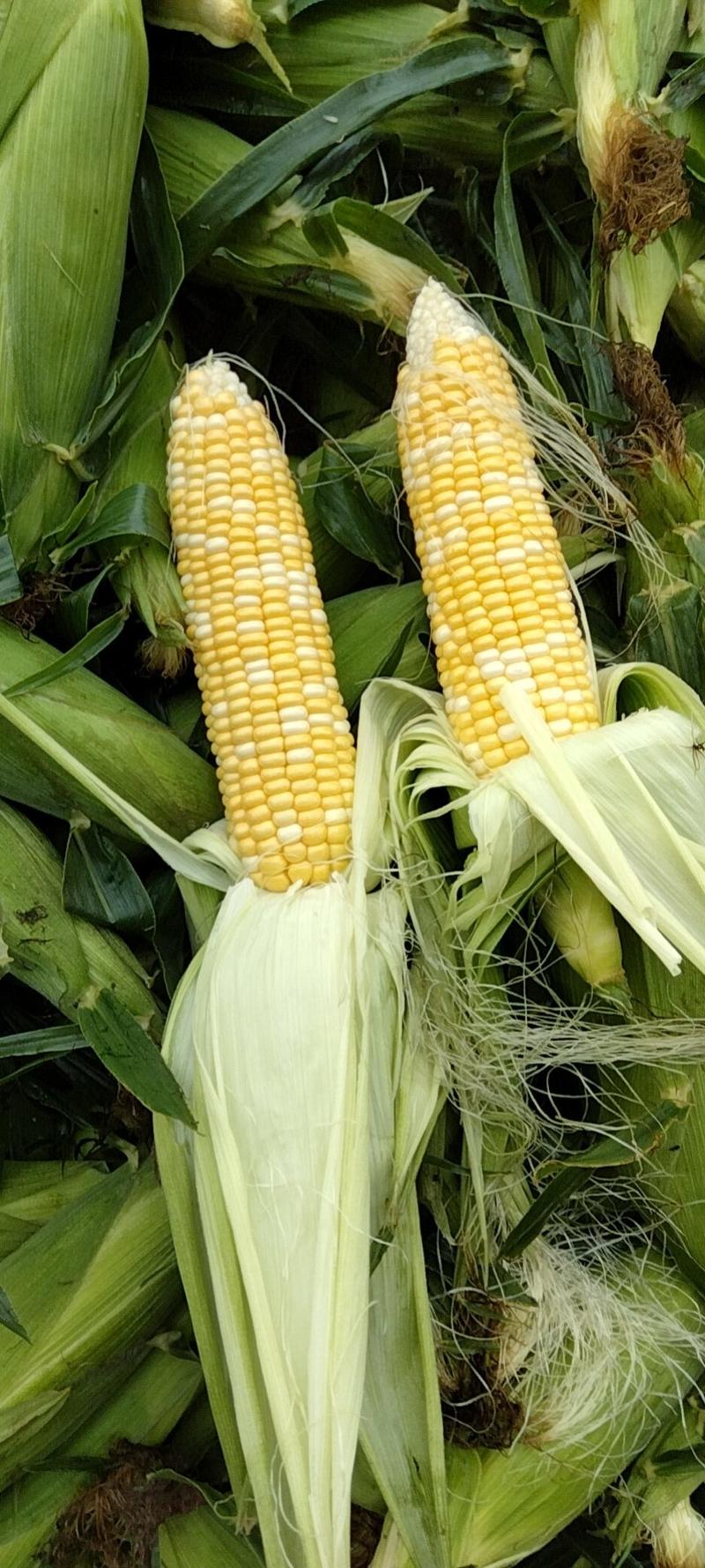 湖北天门甜玉米大量上市中，产地直销，质优价廉欢迎来电