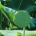【现货供应】太空莲蓬新鲜莲蓬莲子湖南湘莲应季水果嫩莲米