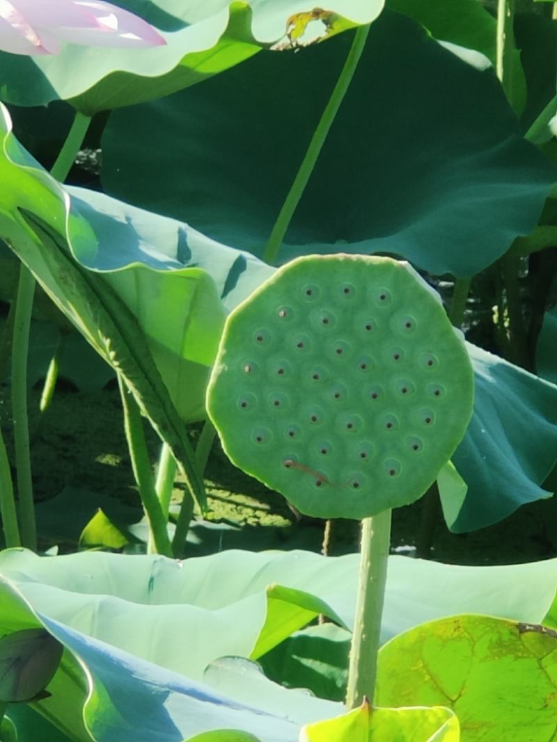 【现货供应】太空莲蓬新鲜莲蓬莲子湖南湘莲应季水果嫩莲米