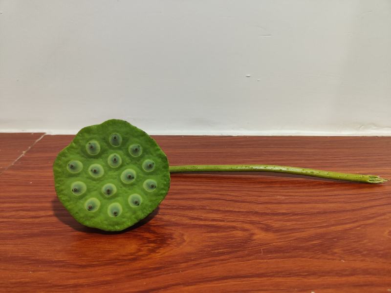 【现货供应】太空莲蓬新鲜莲蓬莲子湖南湘莲应季水果嫩莲米