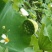 【现货供应】太空莲蓬新鲜莲蓬莲子湖南湘莲应季水果嫩莲米