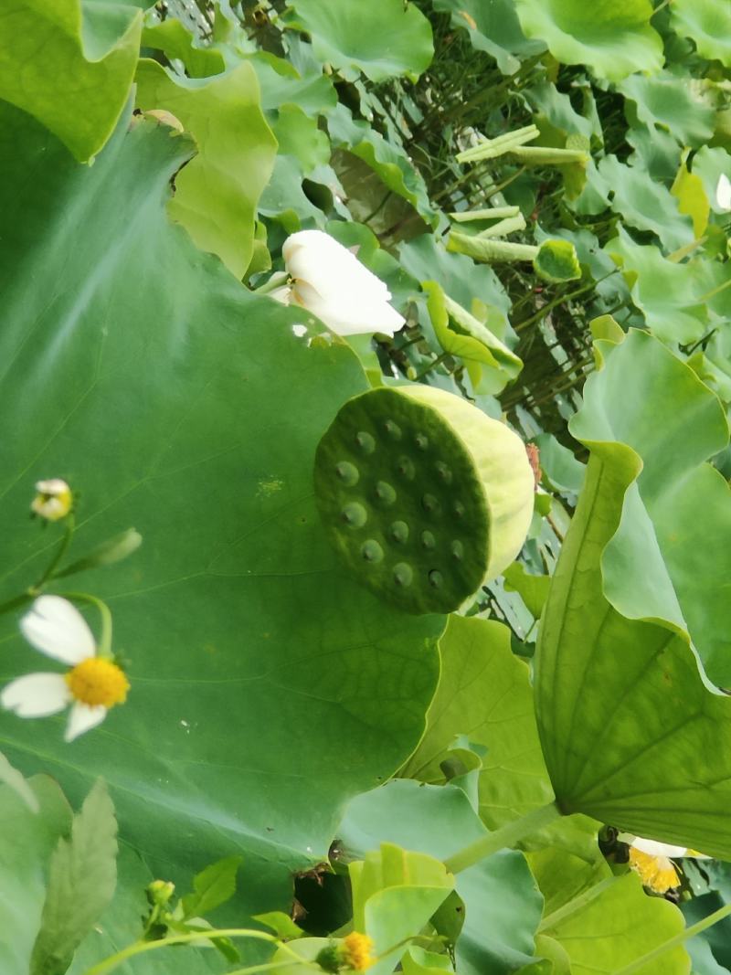 【现货供应】太空莲蓬新鲜莲蓬莲子湖南湘莲应季水果嫩莲米