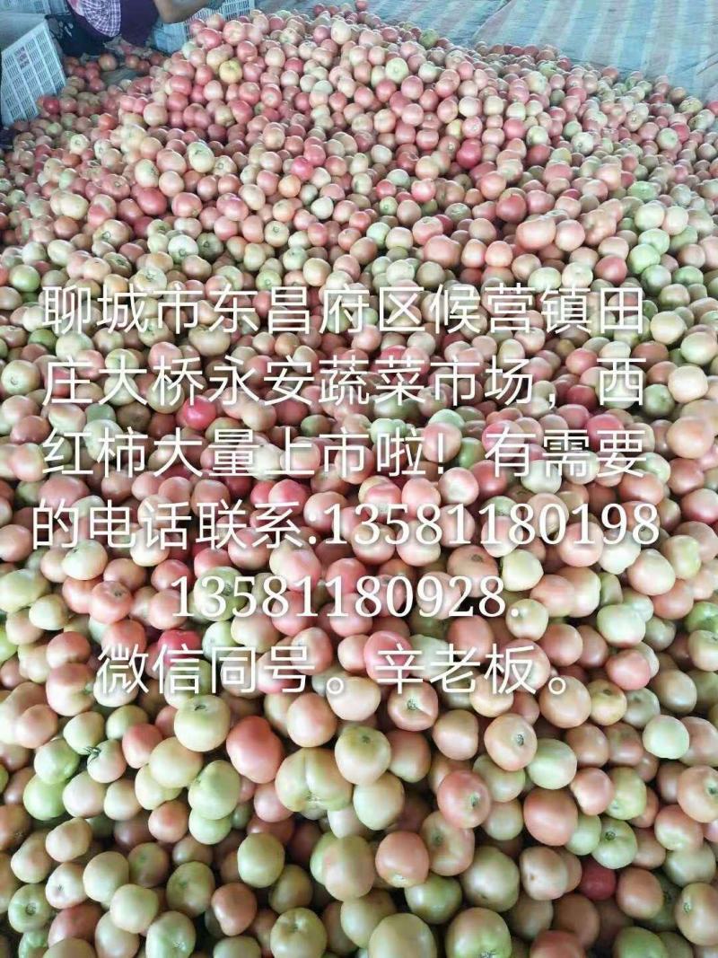 金冠西红柿