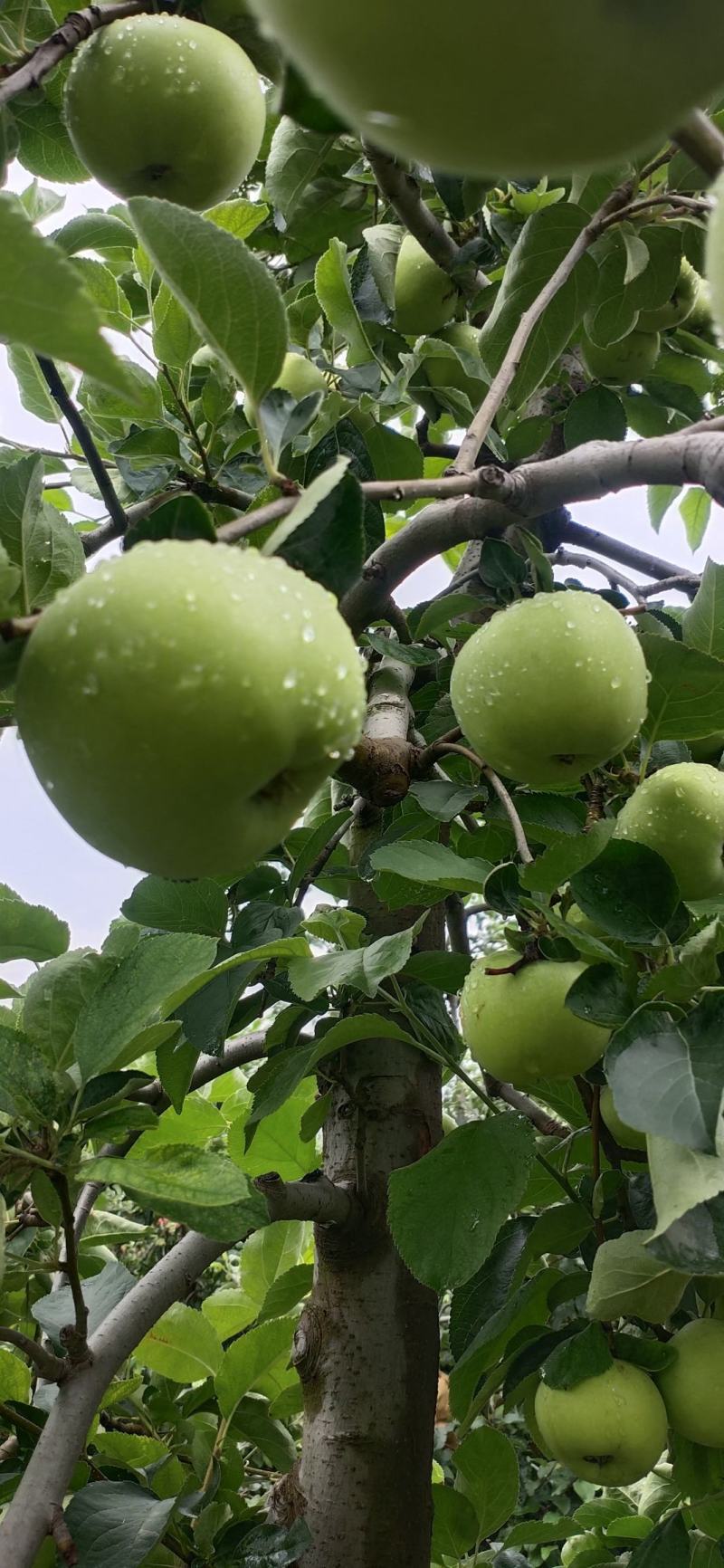 数百万斤华硕苹果正在采摘