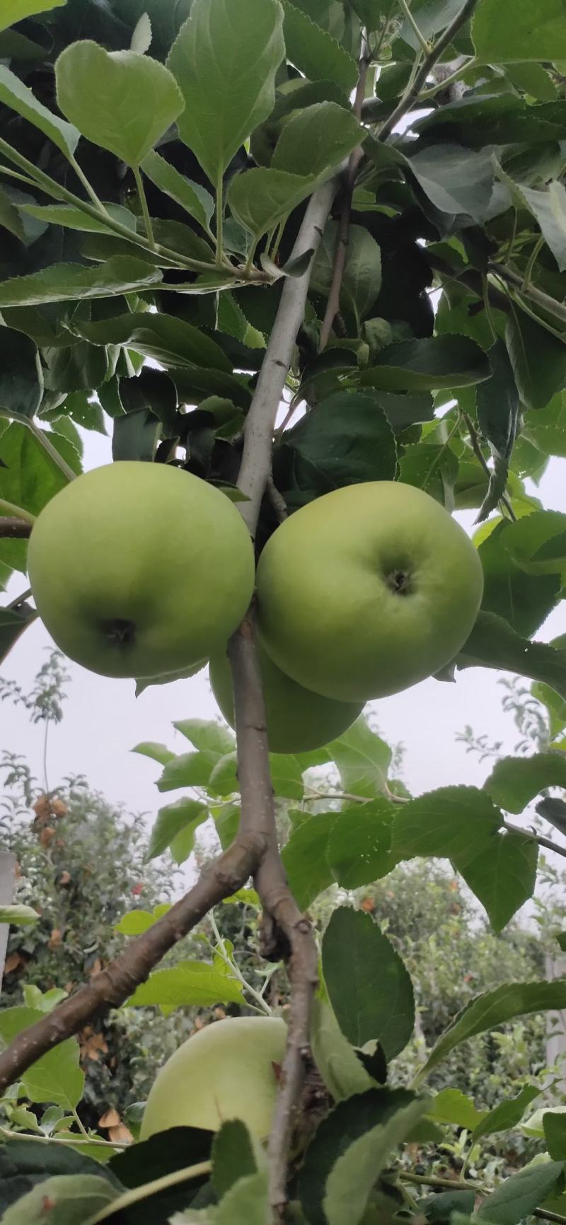 数百万斤华硕苹果正在采摘
